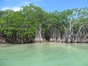 Mangrove marshes, such as this one in the Sian-Ka'an Biosphere Reserve south of Cancun, Mexico, are particularly effective at slowing storm surges and mitigating the intensity of storm-related flooding. Image credit: Ariana Sutton-Grier (Click image to download hi-res version.)