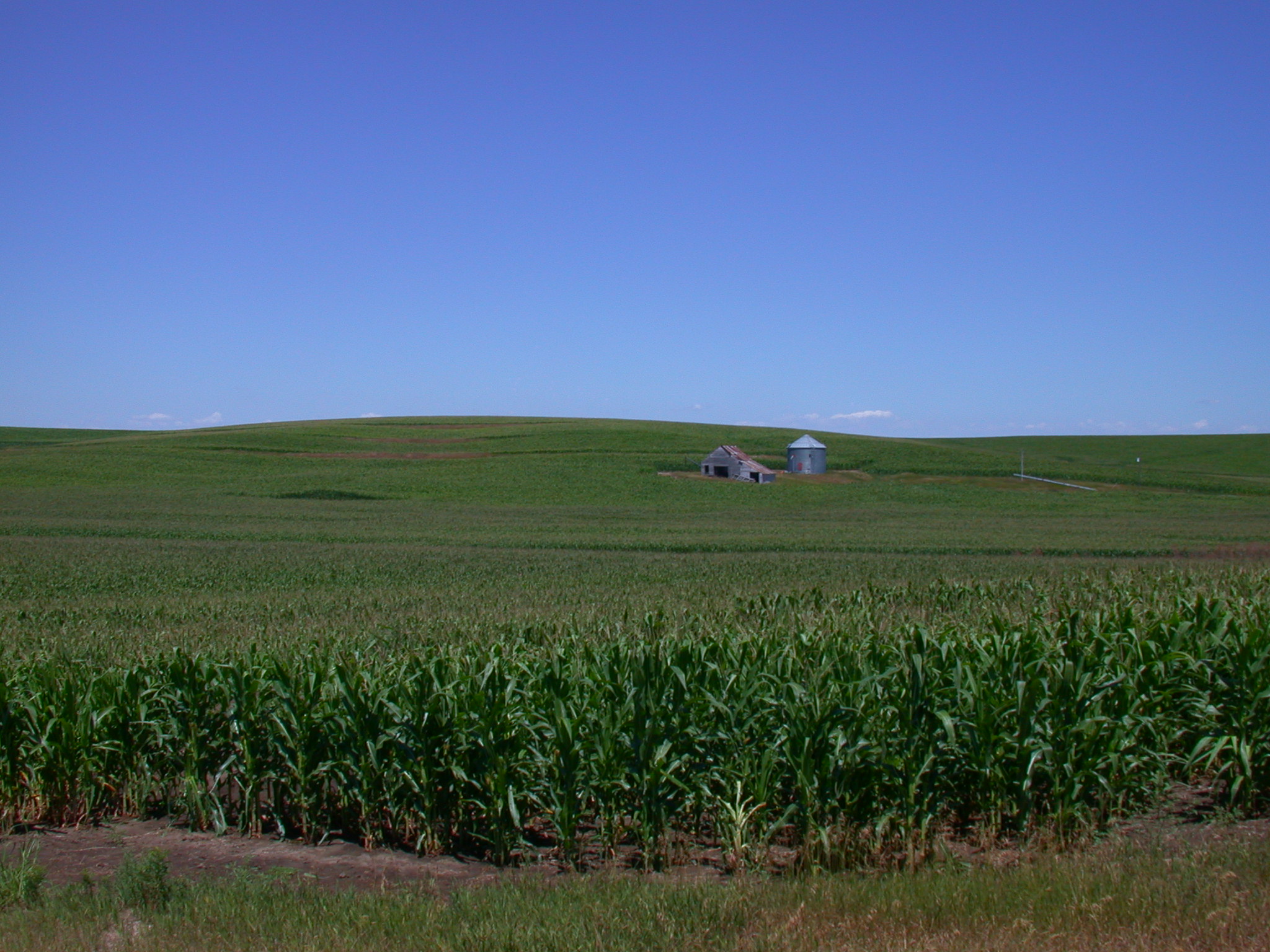 Nebraska corn field (Click image to download hi-res version)