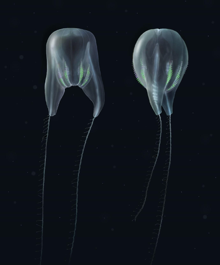 Illustrations of a new comb jelly species discovered by NOAA Scientists near Puerto Rico. Credit: Nicholas Bezio Click image to download hi-res version.
