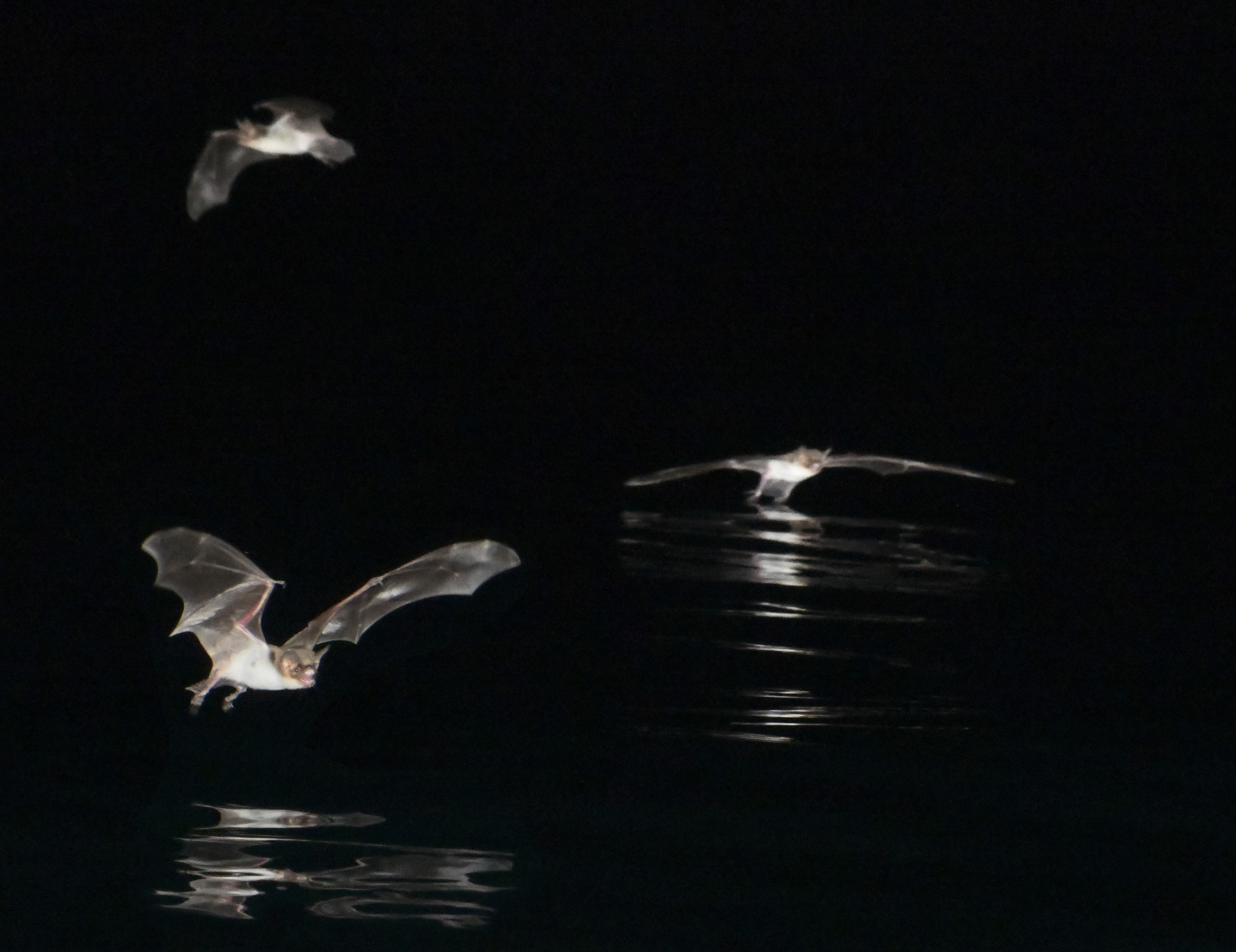 Three Mexican fish-eating bats hunting over the ocean at night. Photo: Glenn Thompson (Click image to download hi-res version)