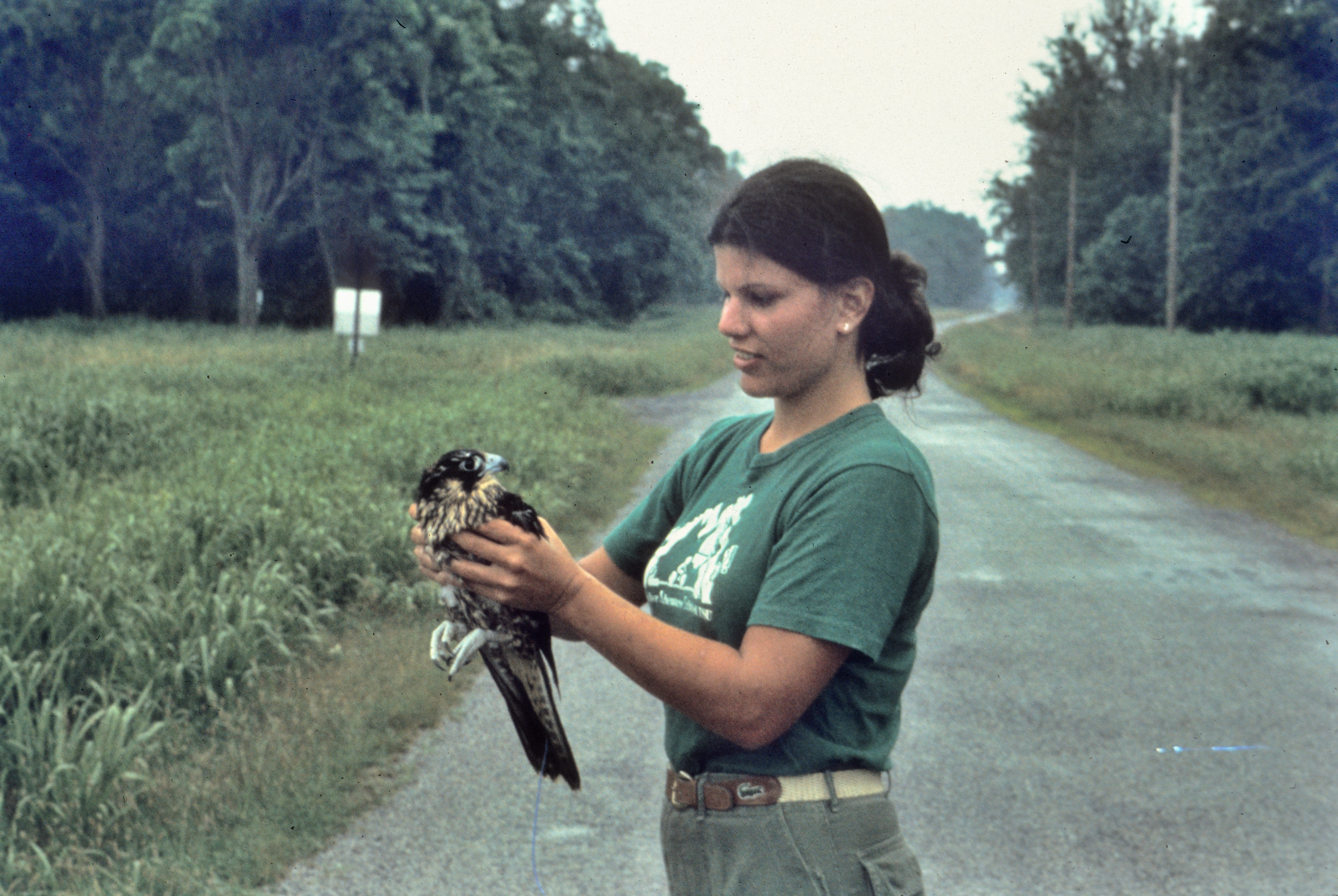 Jamie Rappaport Clark with a Peregrine Falcon. Photo courtesy of same.