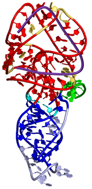The human gene CCR5 is critical for HIV infection. A complex structure in its messenger RNA can cause the ribosome to slip at the area in green, making the ribosome read the remaining genetic code as nonsense RNA. This decreases the amount of CCR5 protein produced. A microRNA (miR-1224, in purple) increases stalling at that site. This causes more slippage, further reducing CCR5 production. Credit: Bruce A. Shapiro and Wojciech K. Kasprzak.