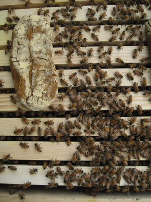 Honey bees were fed with imidacloprid-dosed pollen patties, seen here on the left. Photo: Galen Dively (Click image to download hi-res version.)