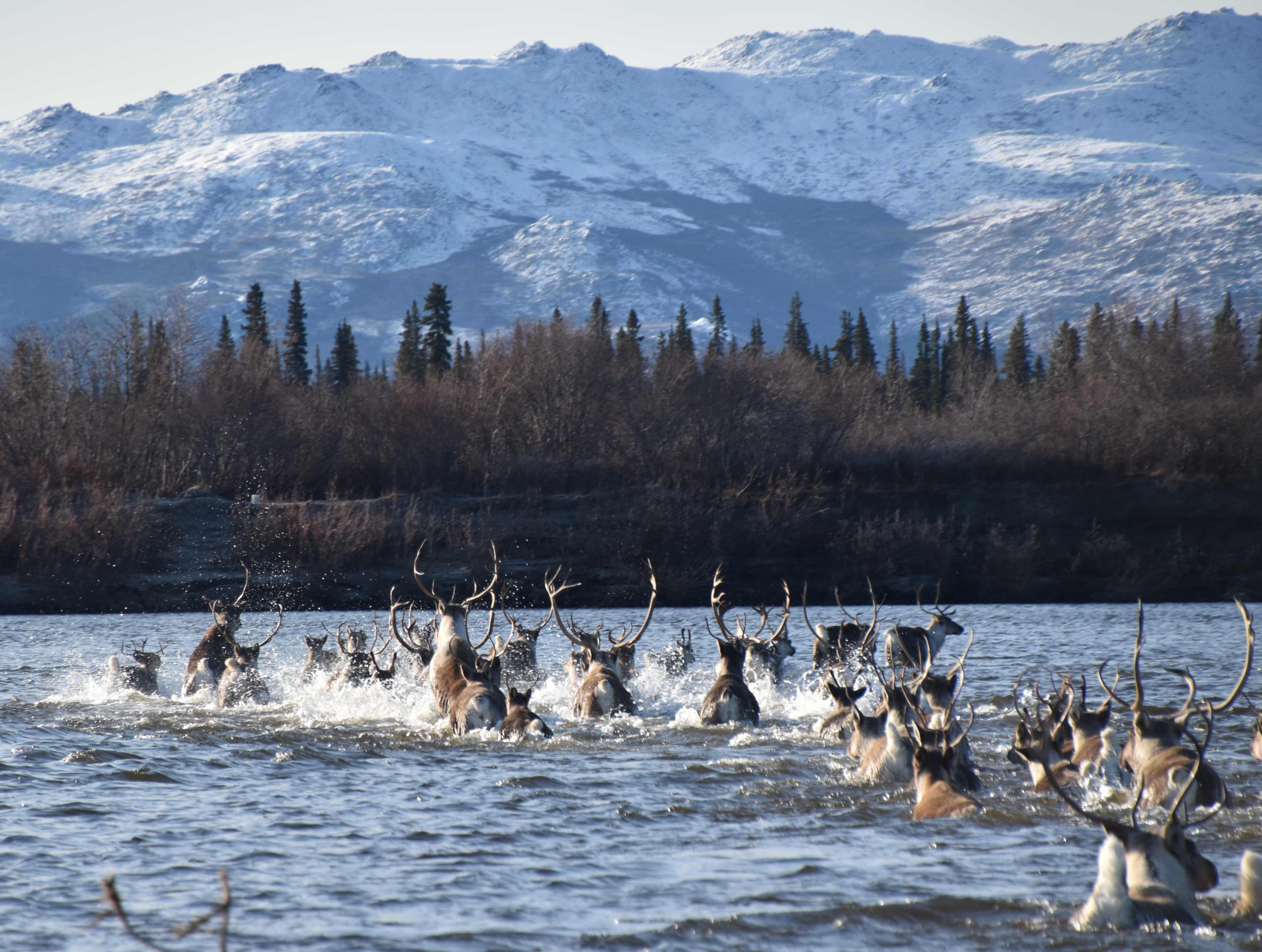 Caribou have the longest terrestrial migrations in the world, with the round-trip distances exceeding 745 miles. Photo courtesy of NPS/Kyle Joly (Click image to download hi-res version.)