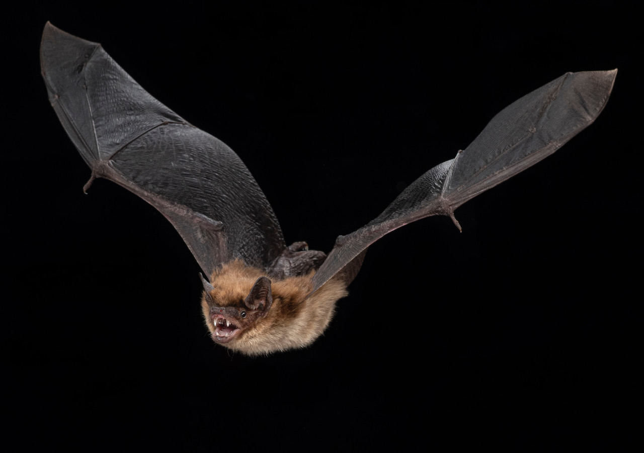 A photo of a flying big brown bat. Credit: Brock and Sherri Fenton. Click image to download hi-res version.