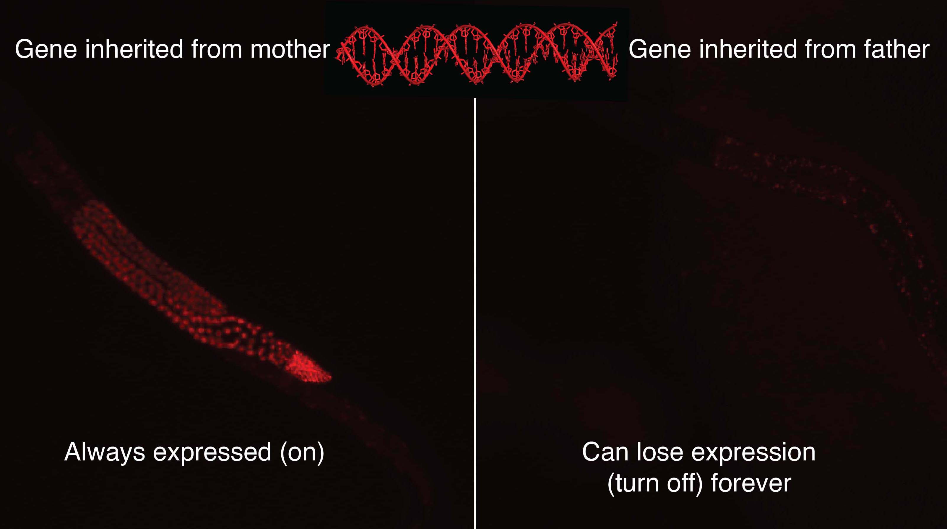 Researchers from UMD found that the same gene for expressing a red fluorescent protein is always expressed (ON), when it is inherited from the mother, but when inherited from the father can lose expression (turn OFF) forever if the mother lacks the gene. (Credit: Antony Jose) Click image to download hi-res version.