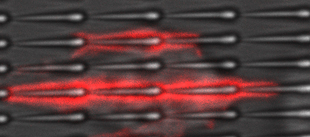 A single-celled amoeba, <i>Dictyostelium discoideum</i>, can be seen moving along a row of nanoscale sawtooth-shaped features that can guide the cell’s motion in a preferred direction—in this case from left to right. The red dye shows chains of actin, a protein that makes up the cell’s internal skeleton and enables the cell to change shape. Image credit: J. Fourkas/W. Losert (click image to download hi-res version.)