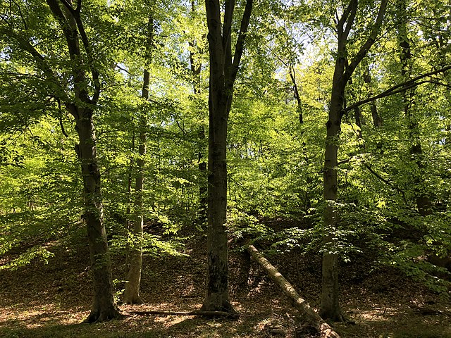 American beech trees. Credit: Famartin, CC BY-SA 4.0. (Click image to download hi-res version)