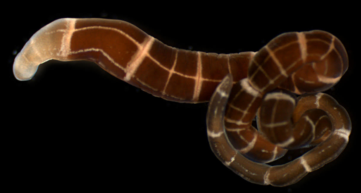 Ribbonworm (Tubulanus sexlineatus)  re-growing a head, seen as the lighter pigmented section on the left. Photo Credit: Terra C. Hiebert (Click image to download hi-res version)
