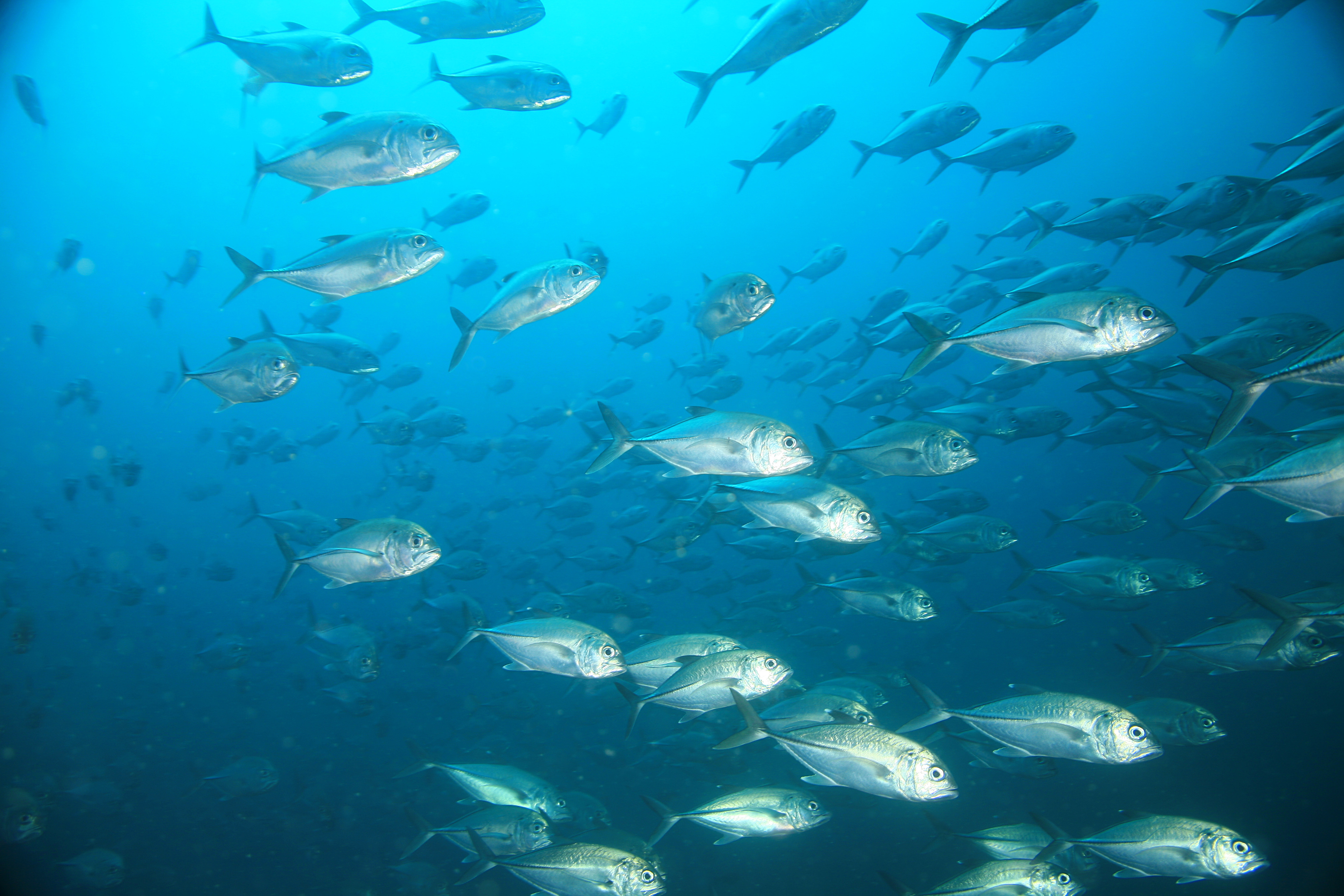 Very little is known about the impact of human-generated sounds on fish such as this school of wild jacks off of Panama. Photo: Laszlo Ilyes, Wikicommons. Click image to download hi-res version.