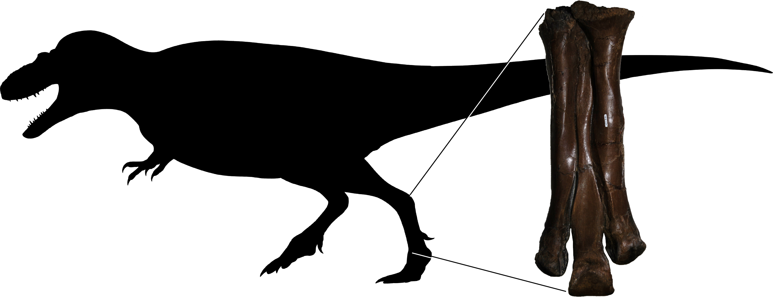 A tyrannosaur's foot bones