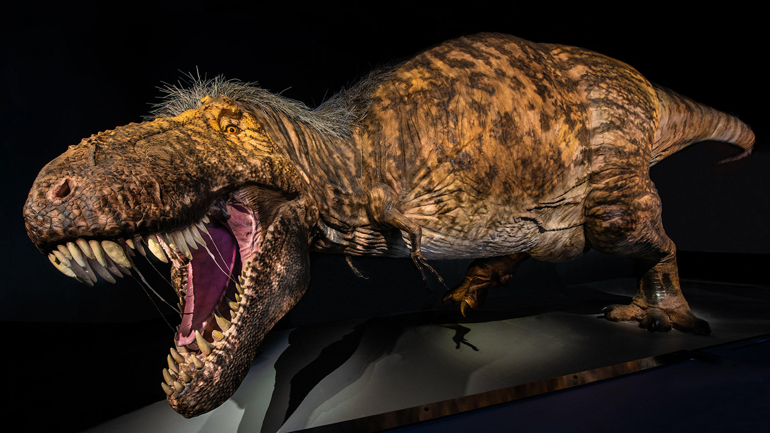 A life-sized model of T. rex with patches of feathers—the most scientifically accurate representation of T. rex to date—was displayed at an American Museum of Natural History expedition from 2019 to 2021. Credit: D. Finnin/© AMNH. Click image to download hi-res version.