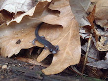 Northern gray-cheeked salamander
