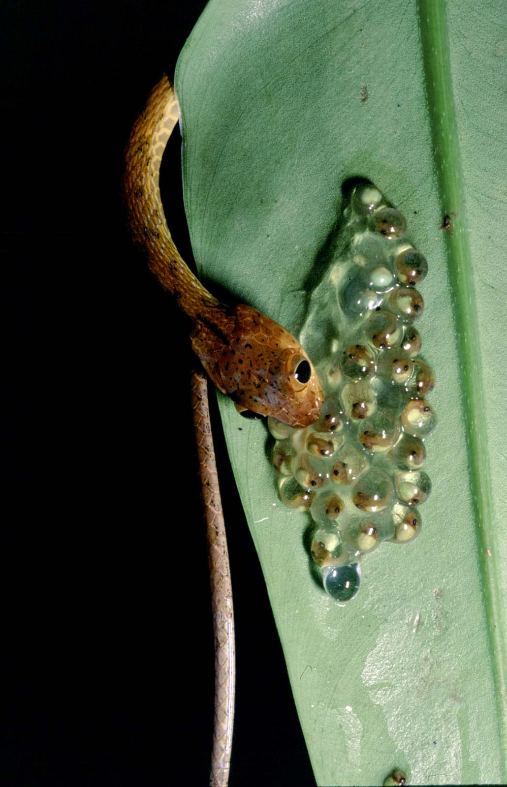Frogs and their eggs are an important source of nutrition for many snakes. This tiny blunt-headed tree snake (Imantodes) snags a meal from of frog eggs in the Panamanian forest. Photo Credit: Karen Warkentin. Click image to download hi-res version.

