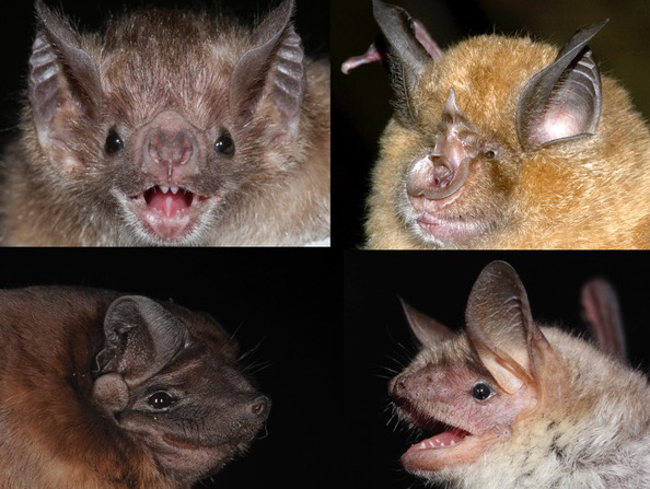 UMD-led study revealed age-related changes to the DNA of bats related to longevity. Clockwise from top left: common vampire bat (G. Wilkinson), greater horseshoe bat (G. Jones), velvety free-tailed bat (M. Tschapka) and greater mouse-eared bat (S. Puechmaille). All can live 30 years or longer except velvety free-tailed bat, which only lives to 6 years of age.