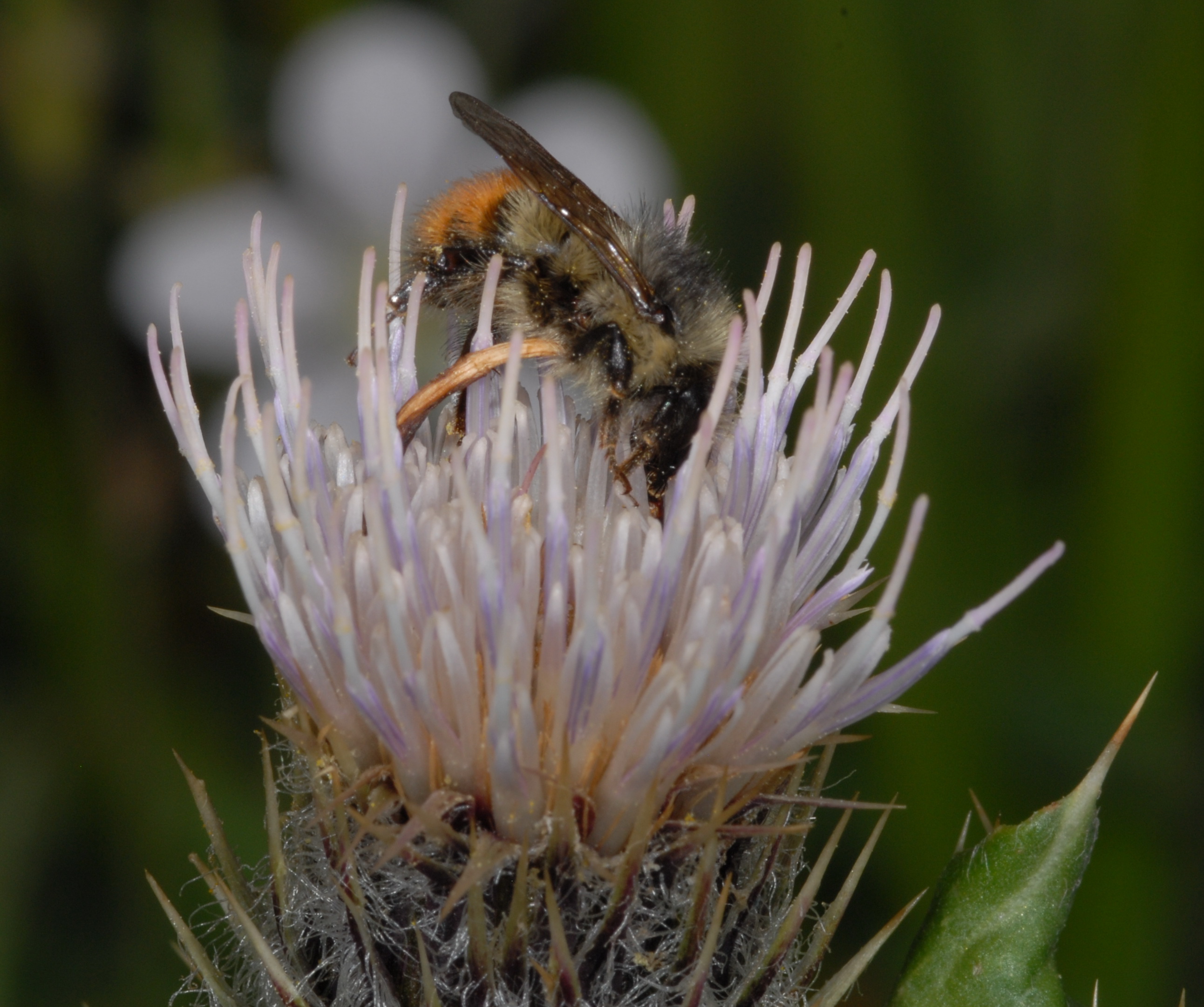 A bumblebee in search of nectar on a thistle flower. Photo: David Inouye, University of Maryland. Click image to download hi-res version.