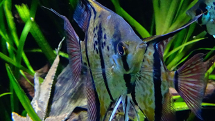 A freshwater Angelfish (Pterophyllum scalare), one of three Amazonian cichlid fish species found to be visually adapted to the red-shifted light conditions of the Amazon basin. Image credit: Wikimedia Commons/Loury Cedric (Click image to download hi-res version.)