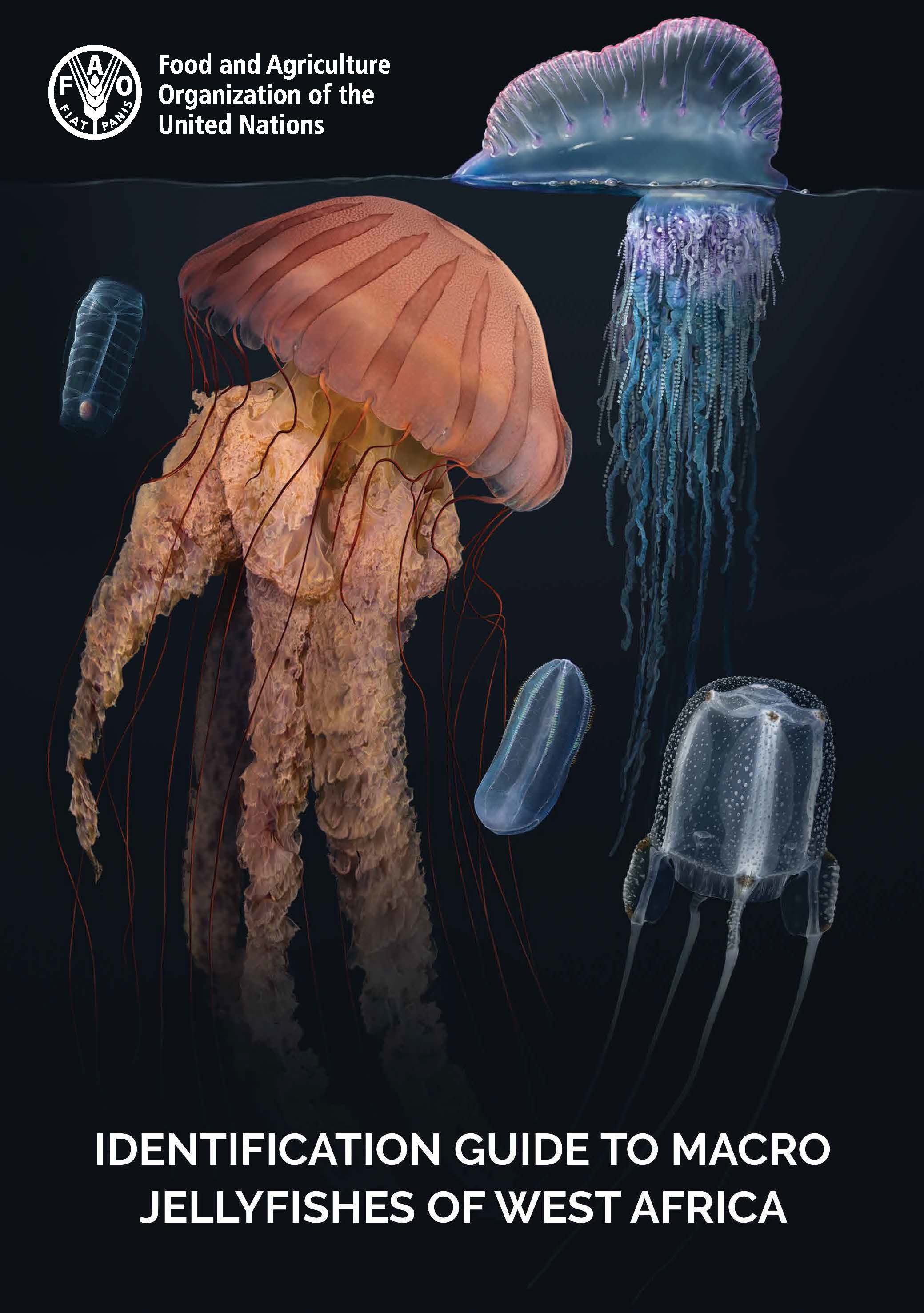 Nick Bezio is co-author and scientific illustrator of the Identification Guide to Macro Jellyfishes of West Africa, published this year by the Food and Agriculture Organization of the United Nations. Click image to download hi-res version.