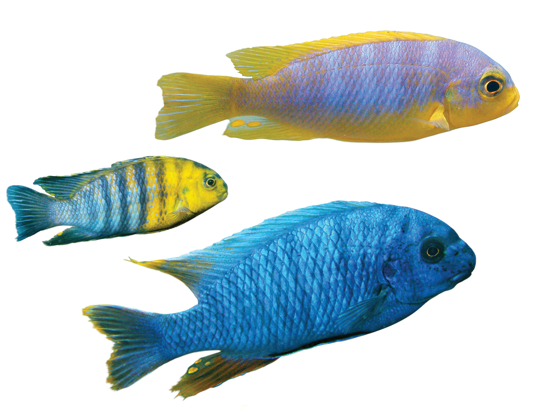 A trio of brightly-colored cichlid fish. One is blu, one is blue and yellow with black striped, and one is lavender with a yellow belly and fins.