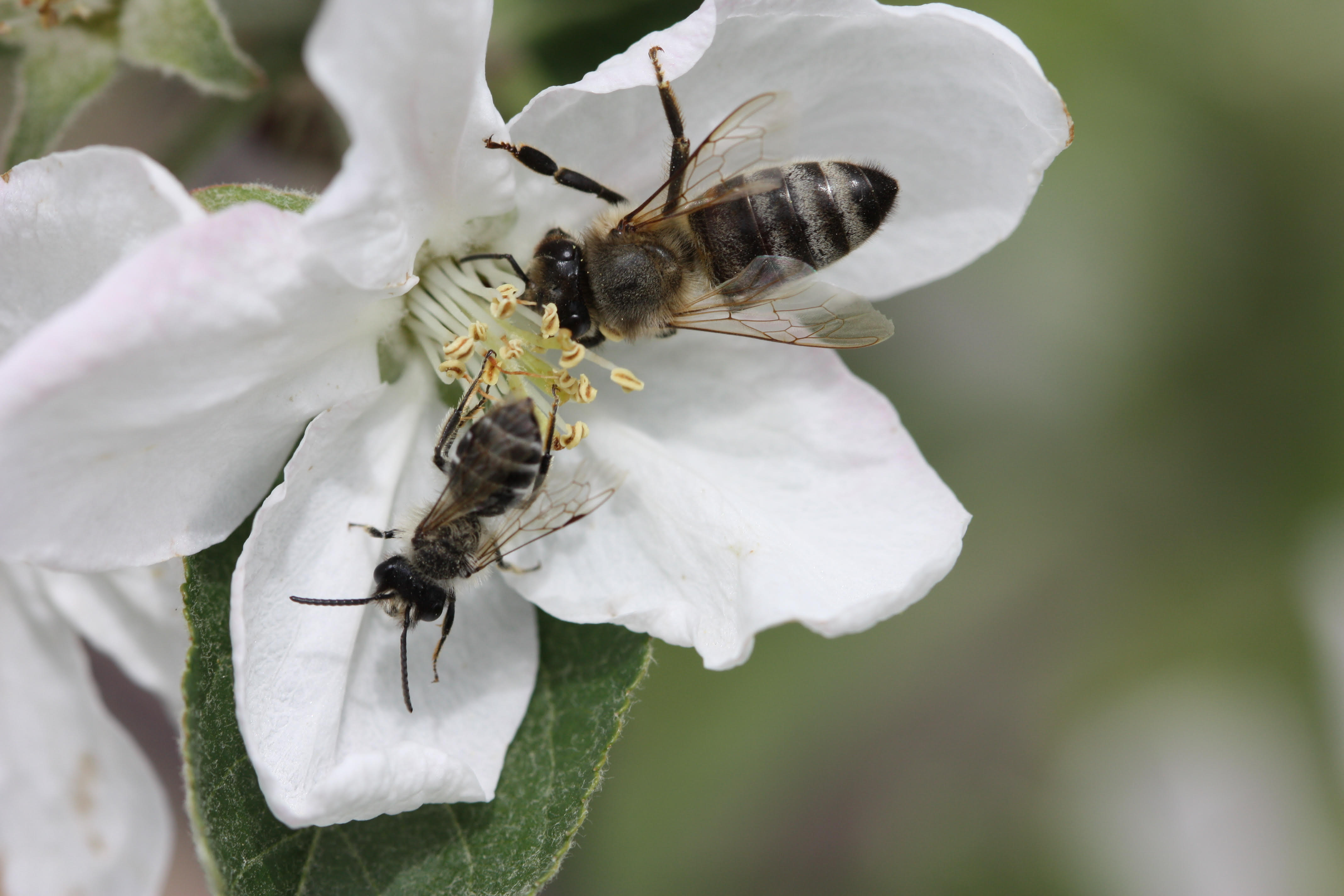 A honey bee worker and a male mining bee share an apple blossom. Photo: Courtesy Martin Husemann. Click image to download hi-res version.