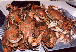 Steamed Maryland blue crabs are a traditional delicacy and among the most valuable fisheries in the Chesapeake Bay. Managing pollution from agricultural runoff is key to the continued health of this species. Image credit: Mary Hollinger, NOAA/NESDIS/NODC (ret.) (Click image to download hi-res version.)
