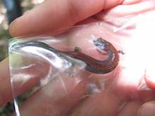 A red-backed salamander