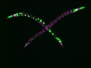 Roundworms (Caenorhabditis elegans) with a disabled eri-1 gene can lose their ability to control repetitive DNA. In the absence of eri-1, even two age-matched siblings can look dramatically different. These differences are because of variable expression from high-copy DNA (green) but not from low-copy DNA (magenta) in the worms’ intestinal cells. In worms with a functional eri-1 gene, even multi-copy DNA is expressed uniformly in all animals. Image credit: Antony Jose (Click image to download hi-res version.)
