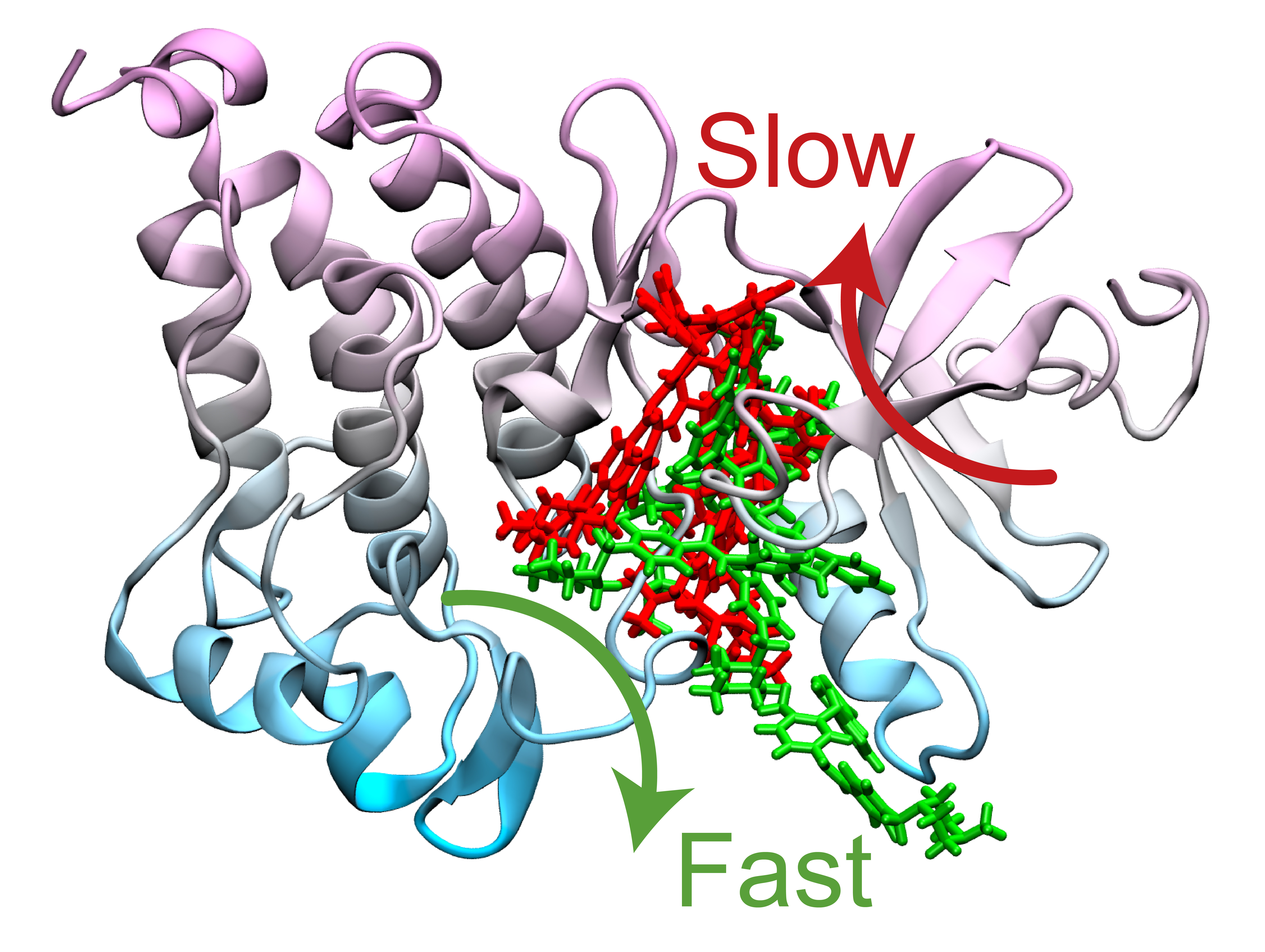 Computer simulation methods developed by Pratyush Tiwary’s lab identified two optimum pathways that Gleevec, a cancer drug, could take to unbind from the protein. The “fast” pathway allows Gleevec to leave the protein three times faster than that of the “slow” pathway, ultimately leading to drug resistance. Photo courtesy of Pratyush Tiwary. Click image to download hi-res version.