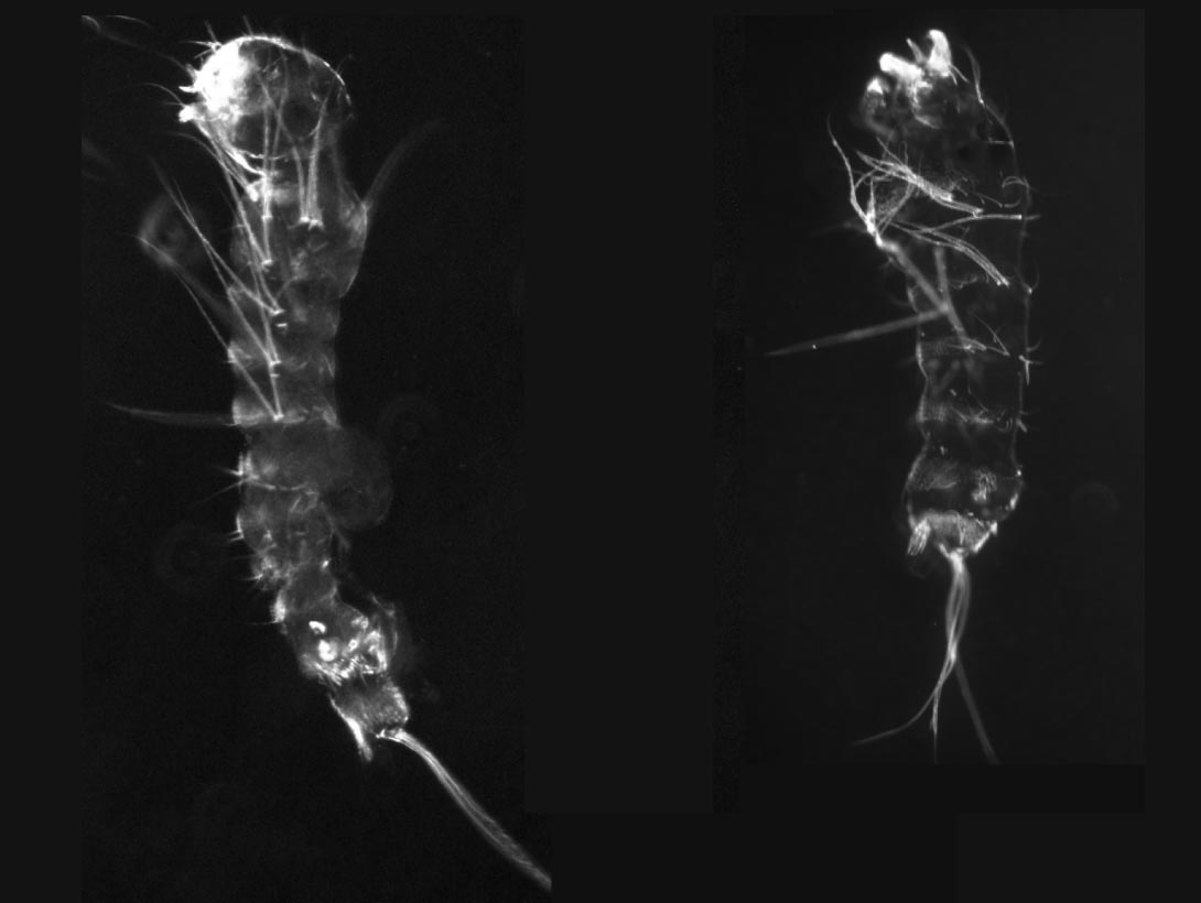 The image above shows the exoskeletons of a normal mosquito larva on the left and a mosquito larva with the gooseberry gene edited out on the right. Image credit: Alys Jarvela/University of Maryland.