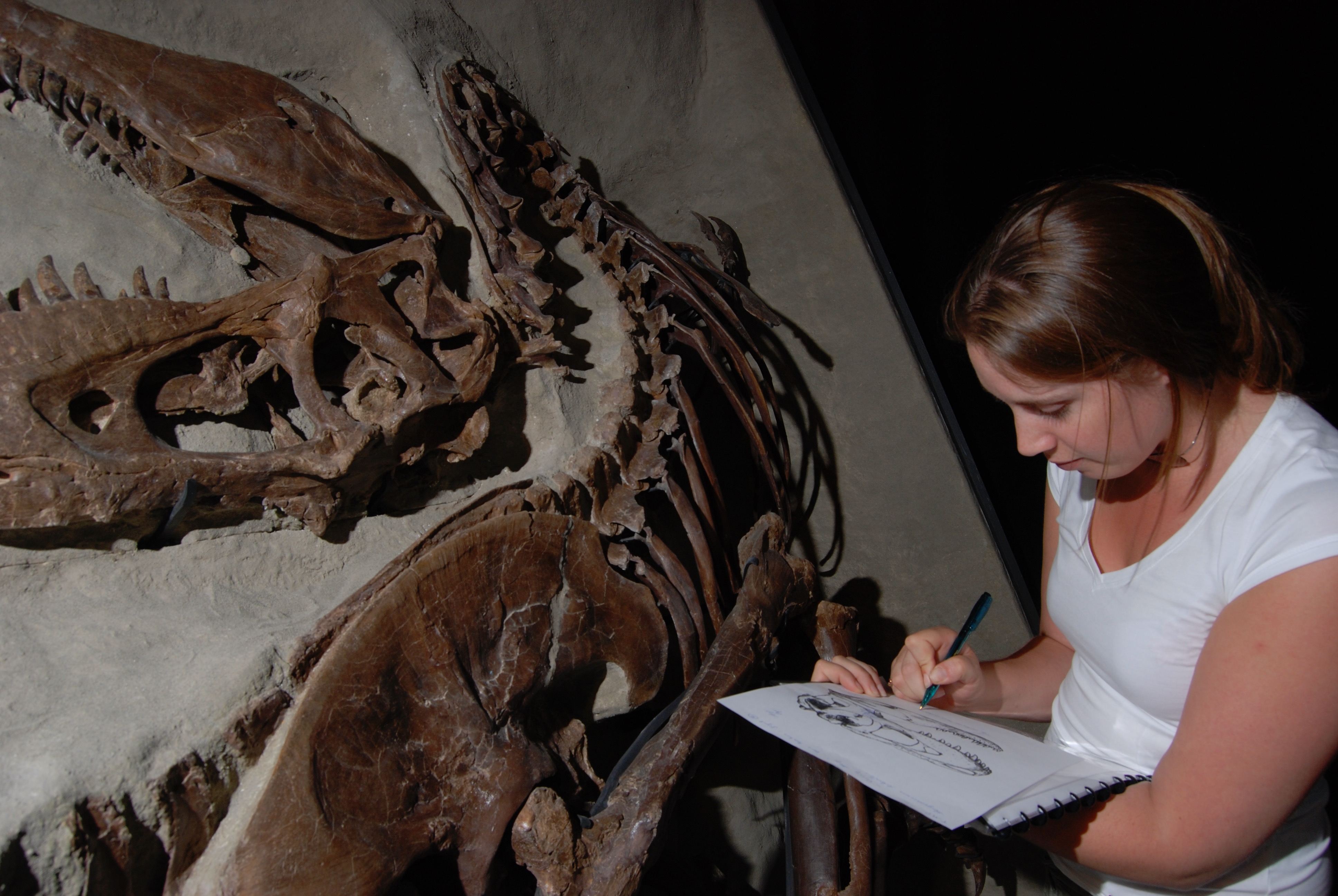 Author Lara Surring examines a tyrannosaur fossil