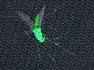 This composite image shows a dead female Anopheles gambiae mosquito covered in the mosquito-killing fungus Metarhizium pingshaense, which has been engineered to produce spider and scorpion toxins. The fungus is also engineered to express a green fluorescent protein for easy identification of the toxin-producing fungal structures. Image credit: Brian Lovett (Click image to download hi-res version.)