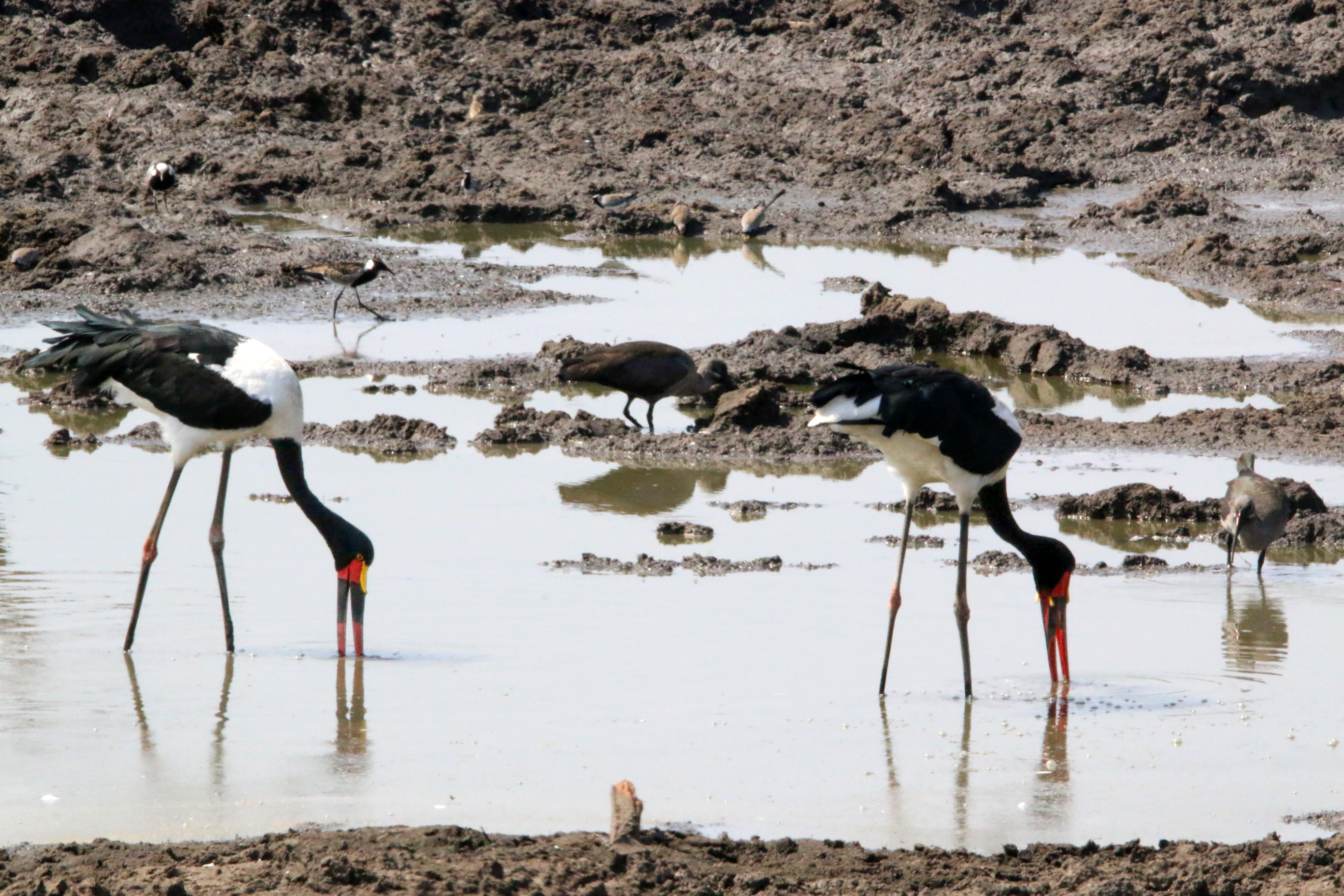  Saddle-billed storks in Africa foraging with their beaks partly below water. Spinosaurus may have done something similar. Image credit David Hone. Click image to download hi-res version.