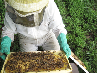 A member of the research team inspects a honey bee hive to assess the overall health of the colony in response to imidacloprid. Photo: Galen Dively (Click image to download hi-res version.)