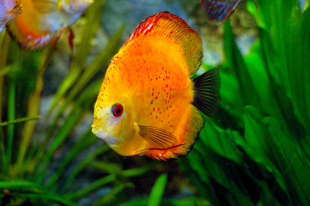 A Discus (Symphysodon discus), one of three Amazonian cichlid fish species found to be visually adapted to the red-shifted light conditions of the Amazon basin. Image credit: Wikimedia Commons/Stanislav Doronenko (Click image to download hi-res version.)