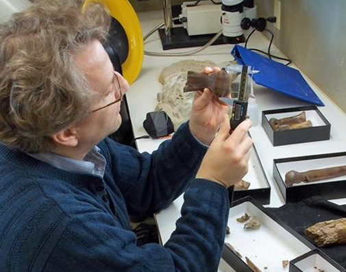  Thomas Holtz, principal lecturer in the UMD Department of Geology, measures a dinosaur toe bone. Holtz and his colleagues found that long lower limbs were an adaptation that made large theropod dinosaurs more efficient at walking, helping them conserve energy as they hunted. Photo courtesy of Thomas Holtz