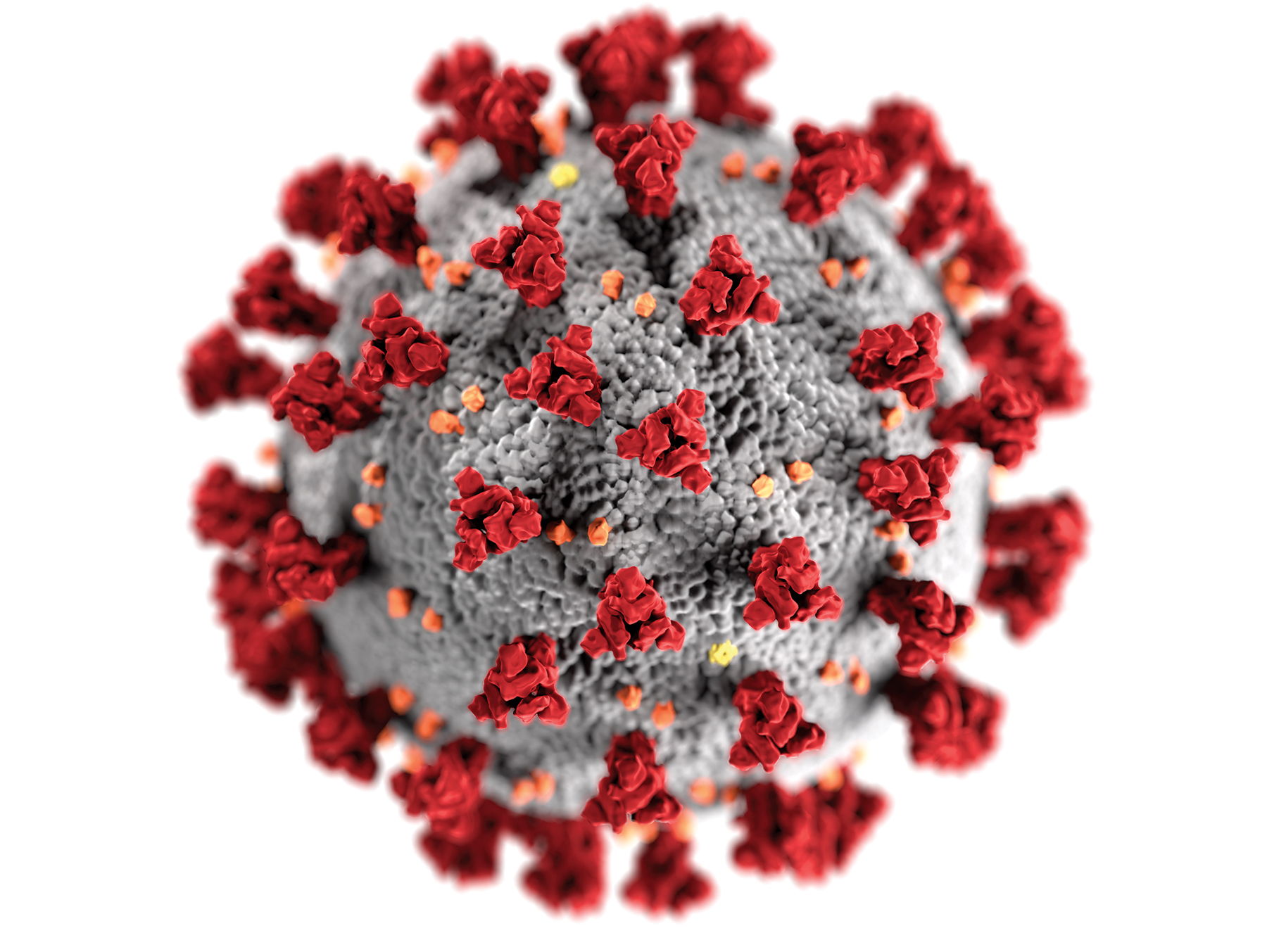 COVID-19 virus. Image credit: Alissa Eckert and Dan Higgins/CDC. (Click image to download hi-res version)