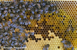 Honey bees typically store incoming pollen in an arch above the brood nest—the honey bee nursery. The nurse bees consume the stored pollen called “bee bread” and convert the proteins into brood food. Image credit: Kirsten Traynor (click image to download hi-res version.)