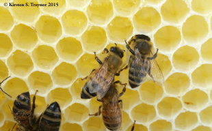 Honey bees storing nectar in comb. When it has fully ripened into honey, the bees will cap the hexagon cells with wax. Image credit: Kirsten Traynor (click image to download hi-res version.)