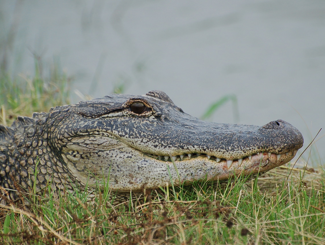 Study of alligator hearing shows they share the same strategy for localizing sound with birds. They likely inherited it from their common ancestor, meaning dinosaurs would have used the strategy, too. Photo Ruth M. Elsey, Louisiana Department of Wildlife and Fisheries. Click image to download hi-res version.