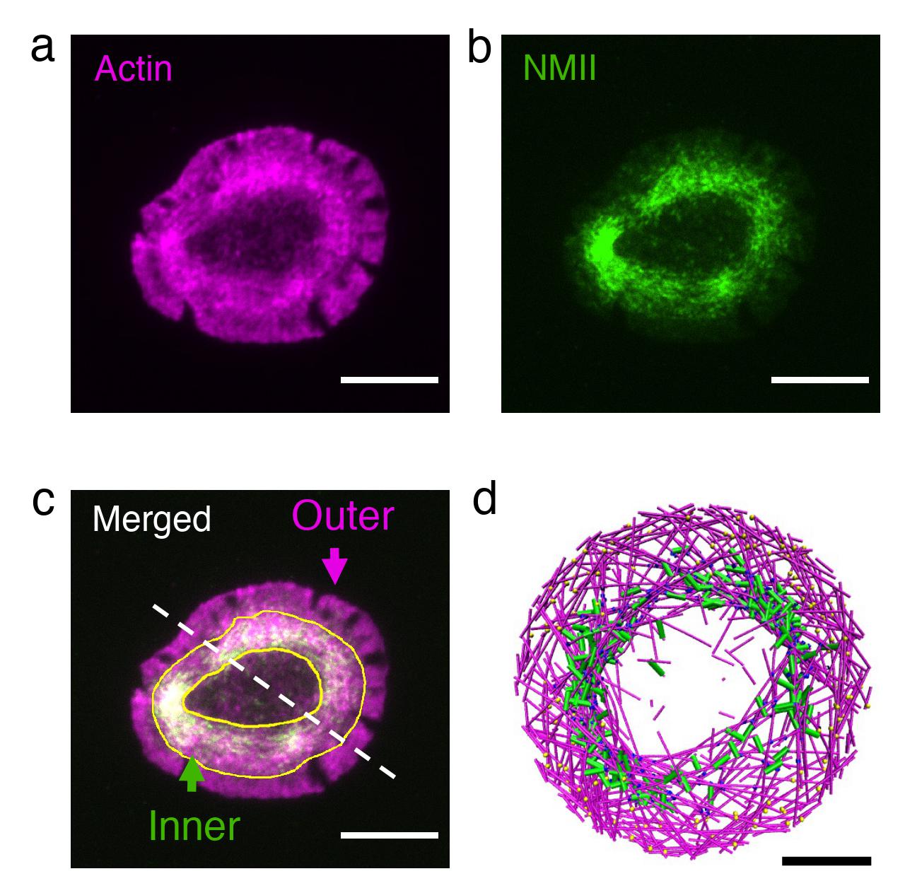 Actin and myosin shown in the actin rings of live T cells
