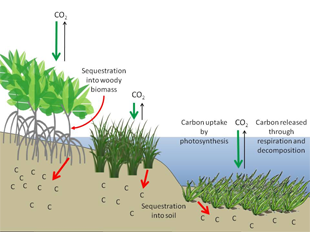 This figure illustrates the efficiency of (L-R) mangrove forests, salt marshes and seagrass beds as reservoirs for carbon. More carbon dioxide is taken up from the atmosphere (green arrows) than is re-released (black arrows), while a substantial amount is stored in soils (red arrows) for hundreds to thousands of years if left undisturbed. Image Credit: Howard et al., 2017, Frontiers in Ecology and the Environment (Click image to download hi-res version.)