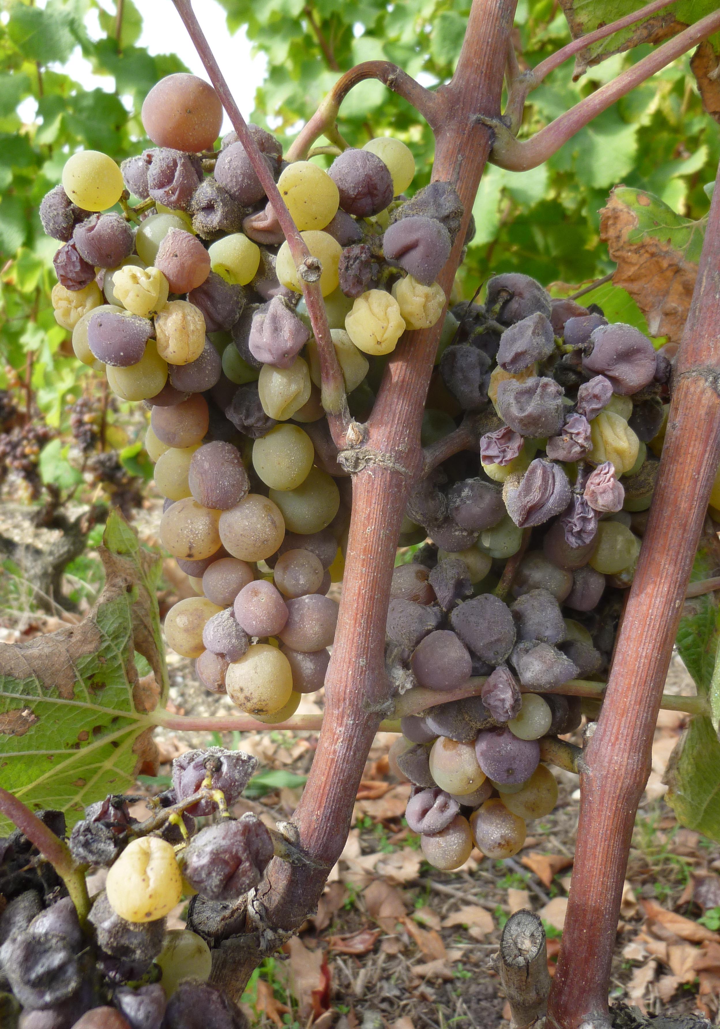 Plant pathogens like the fungus Botrytis seen on the grapes in this image cause major agricultural losses all over the world. A new study that included University of Maryland researchers discovered a key protein involved in the process plants use to close their pores in defense against such pathogens. Credit: DavityDave, Creative Commons. This image has been cropped. Click image to download hi-res version.