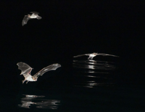 Three Mexican fish-eating bats hunting over the ocean at night. Photo: Glenn Thompson (Click image to download hi-res version.)