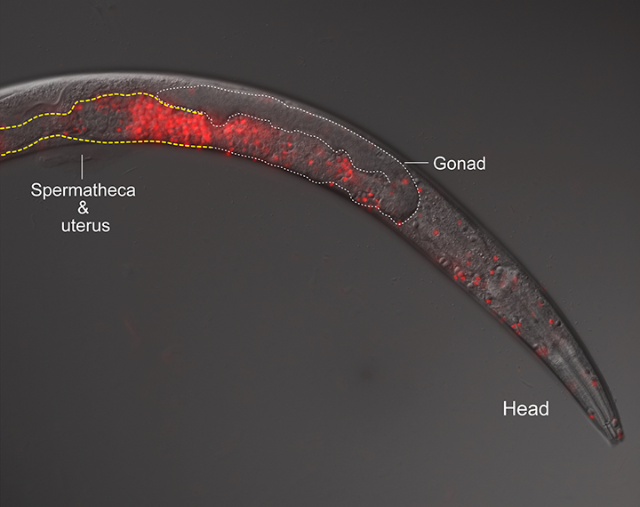 An instance of cross-species breeding gone awry: fluorescence microscopy reveals sperm, in red, invading a female worm's body. Credit: Gavin Woodruff (Click image to download hi-res version.)