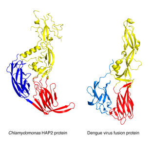 This pair of “ribbon diagram” images compares the three-dimensional structures of two closely related proteins, determined by X-ray crystallography: (L) the HAP2 protein from the single-celled alga Chlamydomonas reinhardtii and (R) the fusion protein from dengue virus. Both proteins are necessary for fusion with a cell membrane, enabling both sexual reproduction (via the fusion of sex cells) and viral invasion of a cell, respectively. New research suggests that these proteins are functionally identical and evolved early in the history of life on Earth. Image credit: Felix Rey, Pasteur Institute (Click image to download hi-res version.)