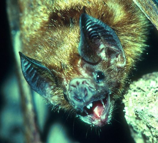 The common vampire bat (Desmodus rotundus) is an example of a bat that can live more than four times longer than nonflying mammals of the same body size. Image credit: G. Wilkinson(Click image to download hi-res version)