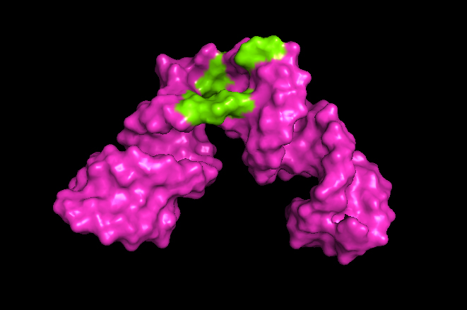  University of Maryland researchers developed a method to expand the scope of nuclear magnetic resonance (NMR) spectroscopy. In the example above, the researchers were able to create a 3D image revealing the site on a piece of hepatitis RNA where small molecules such as a drug could bind (shown in green). Image credit: Kwaku Dayie/University of Maryland