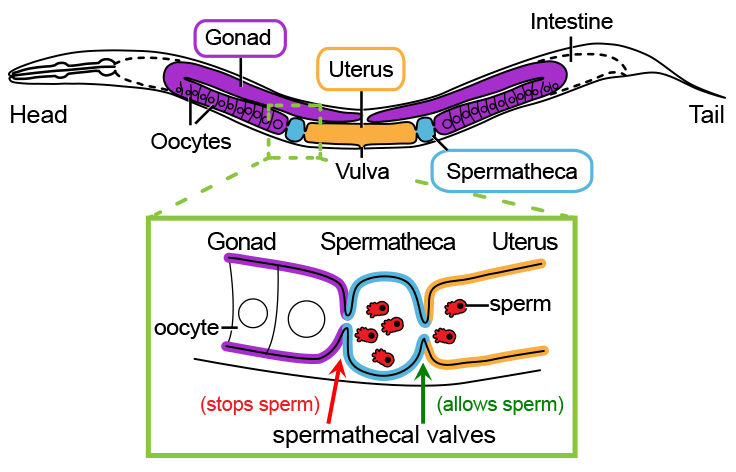 Illustration showing the anatomy of a Caenorhabditis female/hermaphrodite worm. Sperm crawl from the uterus to the site of fertilization (spermatheca). The spermathecal valve prevents sperm from crawling into the gonad, but allows eggs (oocytes) to move into the spermatheca to be fertilized. Credit: Janice Ting (Click image to download hi-res version.)