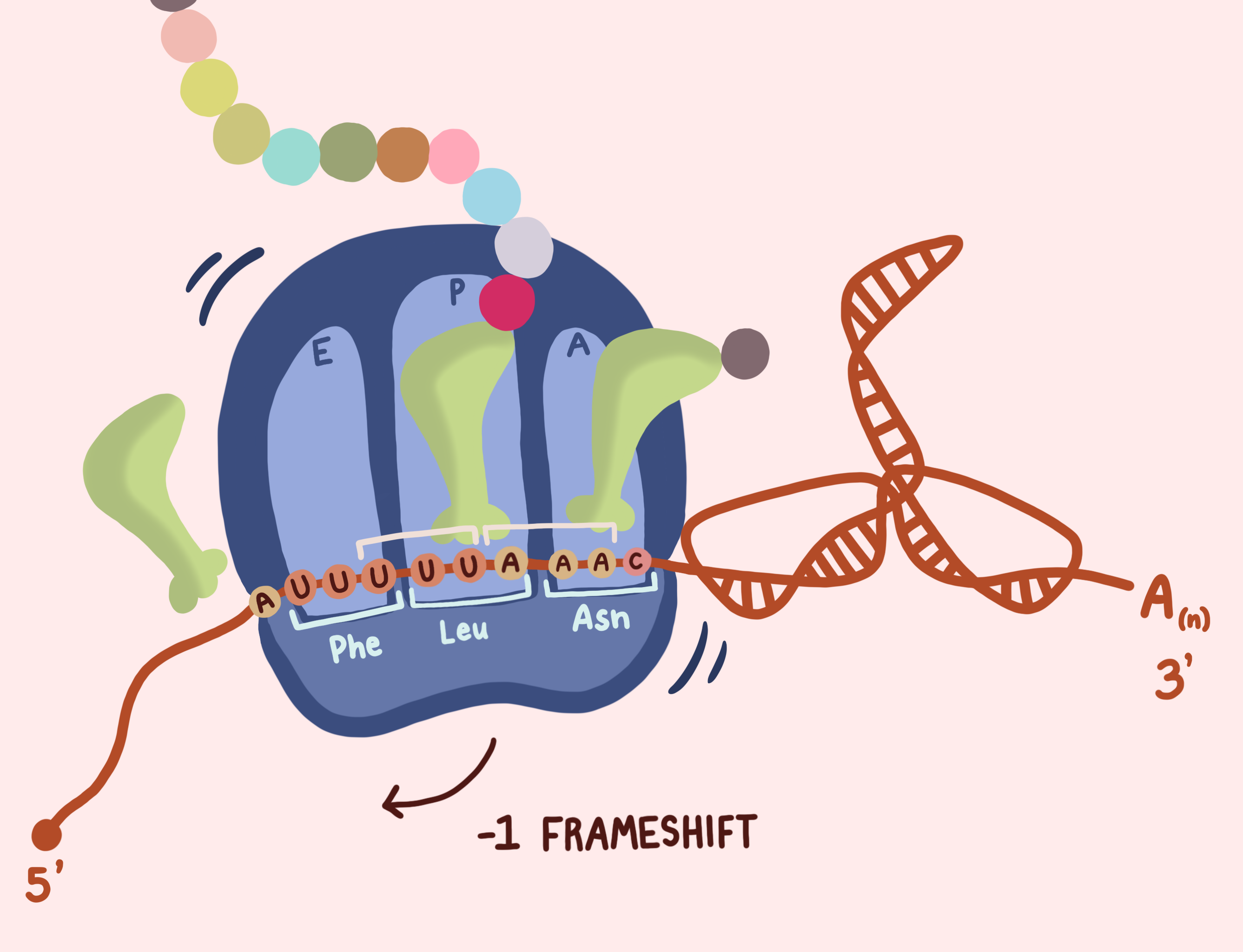 The image above depicts ribosomal frameshifting in coronaviruses. Created by senior Sherry Fan, it was published in the scientific journal Virology. Click image to download hi-res version.