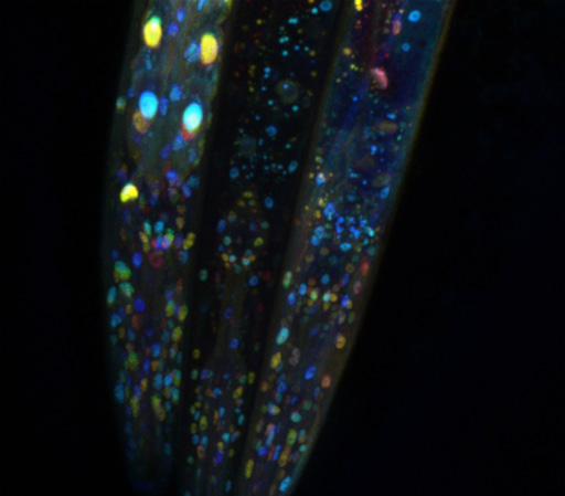 This image of three worms illustrates functional mosaicism in action. The worms have been genetically modified to express a fluorescent protein that appears as colorful glowing dots. The worm on the left shows fluorescence in every cell. In the middle worm, intestinal cells do not fluoresce because a protein that blocks the fluorescent gene has caused RNA interference (RNAi). In the worm on the right, scientists have removed the enzyme previously believed to be responsible for RNAi in intestinal cells, but fluorescence remains blocked in some of those cells, suggesting that RNAi is being carried out by another enzyme. Image Credit: Snusha Ravikumar/University of Maryland (Click image to download hi-res version.)